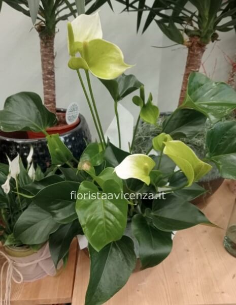 Pianta di anthurium