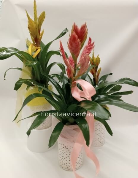 Pianta di guzmania con coprivaso elegante