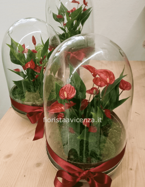 Anthurium Petit Amour
