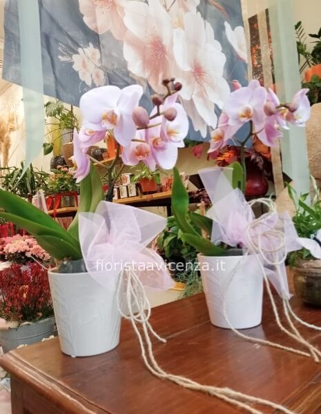 Orchidea Phalenopis extra