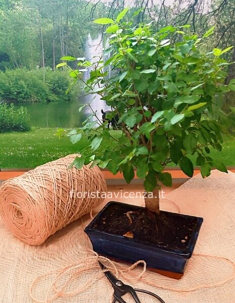 Bonsai