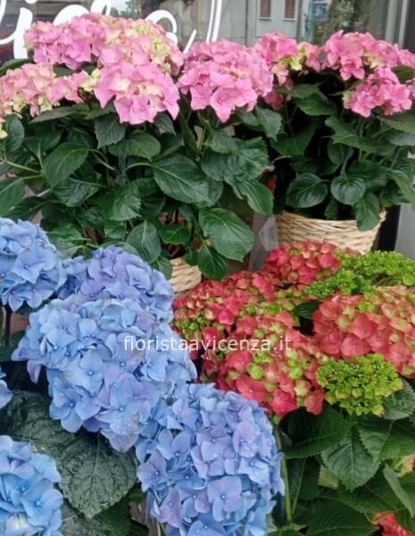 Ortensie extra  colori vari