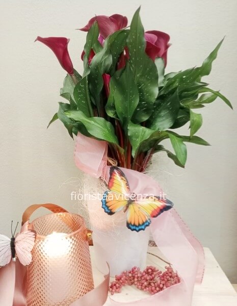 Calla Zantedeschia colori vari