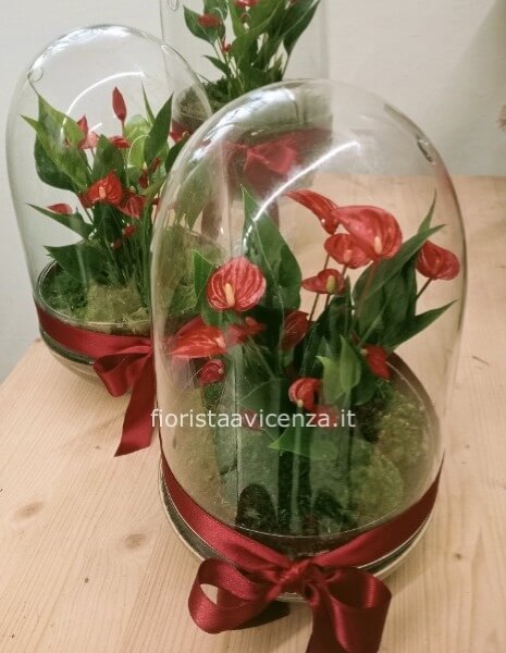 Anthurium Petit Amour in elegante teca di vetro